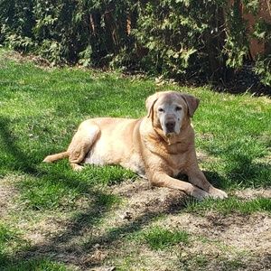 Meet your Posher, Susan